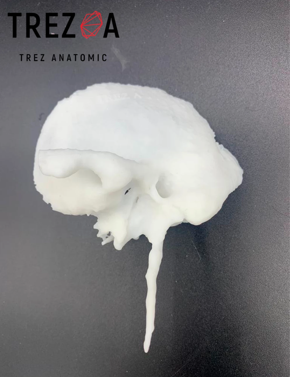 Анатомическая модель "Височная кость"