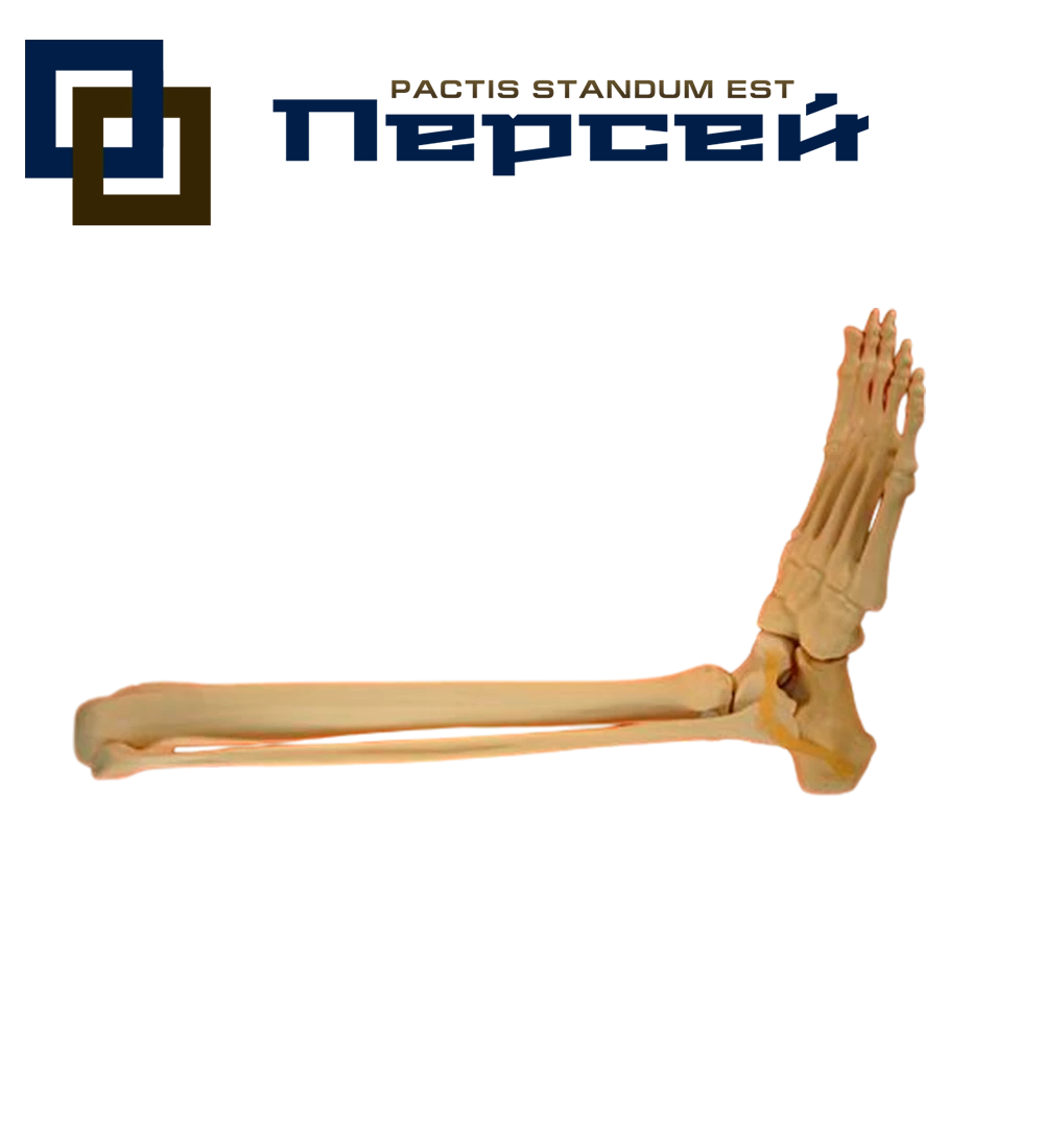 Анатомическая модель "Голеностопный сустав со связками"