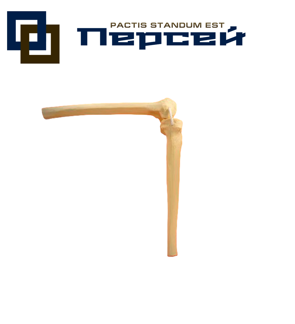 Анатомическая модель "Коленный сустав для протезирования, на веревках, укороченный"