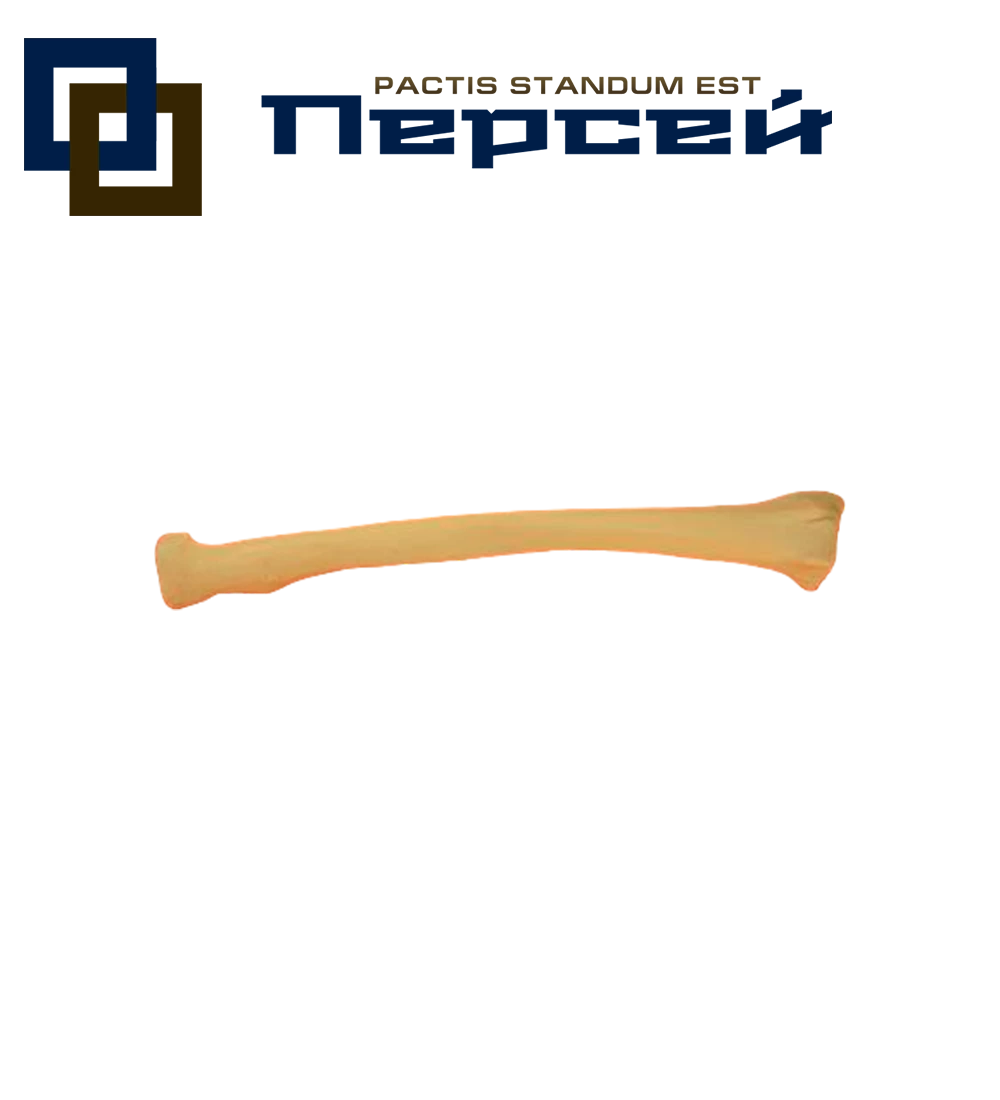 Анатомическая модель "Лучевая кость (правая)"