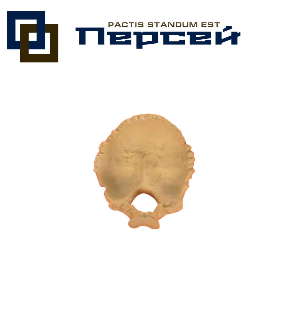 Анатомическая модель "Основание черепа"