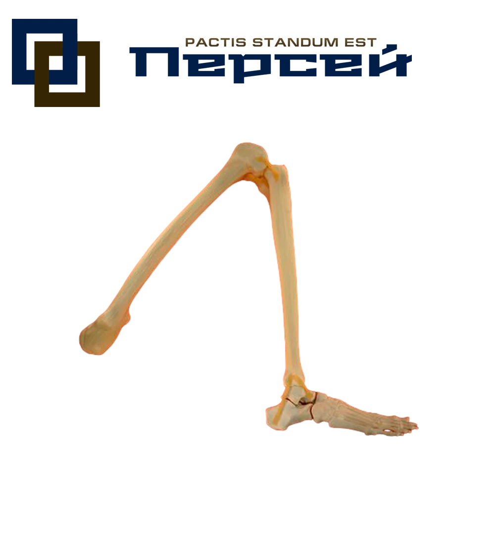 Анатомическая модель "Нижняя конечность со связками"