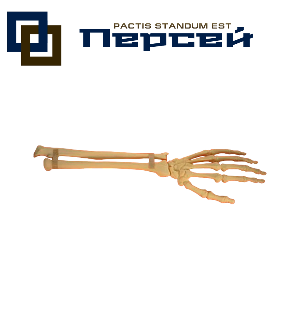 Анатомическая модель "Кости предплечья и кисти, со связками (левые)"