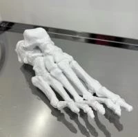 Анатомическая модель "Стопа без кожных покровов"