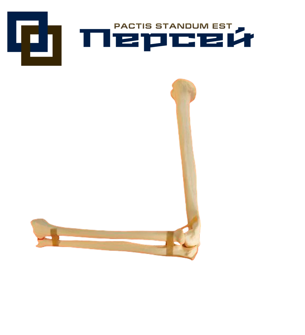 Анатомическая модель "Кости верхней конечности со связками (плечо, предплечье)"