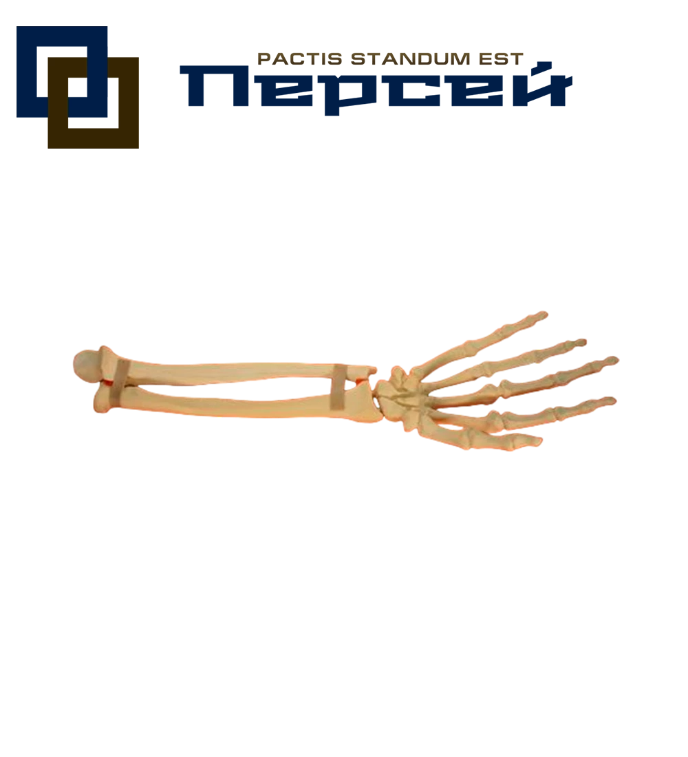 Анатомическая модель "Кости предплечья и кисти со связками (правые)"