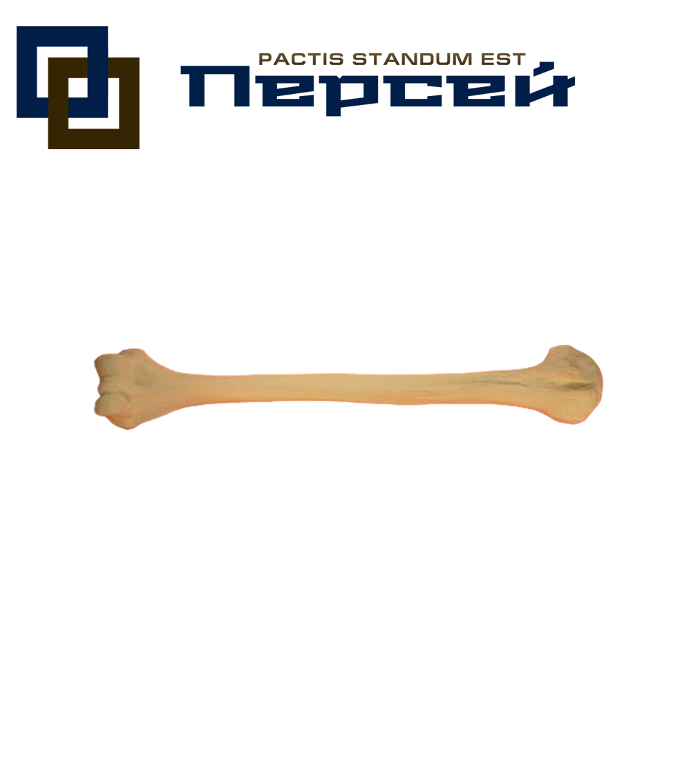 Анатомическая модель "Плечевая кость"