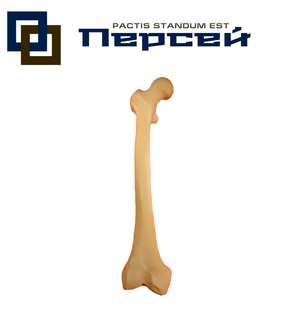 Анатомическая модель "Бедренная кость"