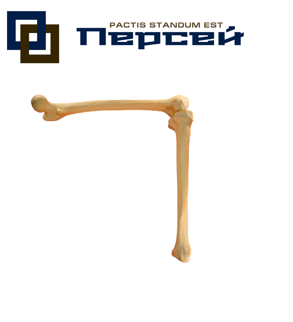 Анатомическая модель "Коленный сустав для протезирования, на веревках"