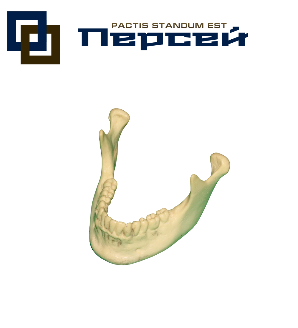 Анатомическая модель "Нижняя челюсть"