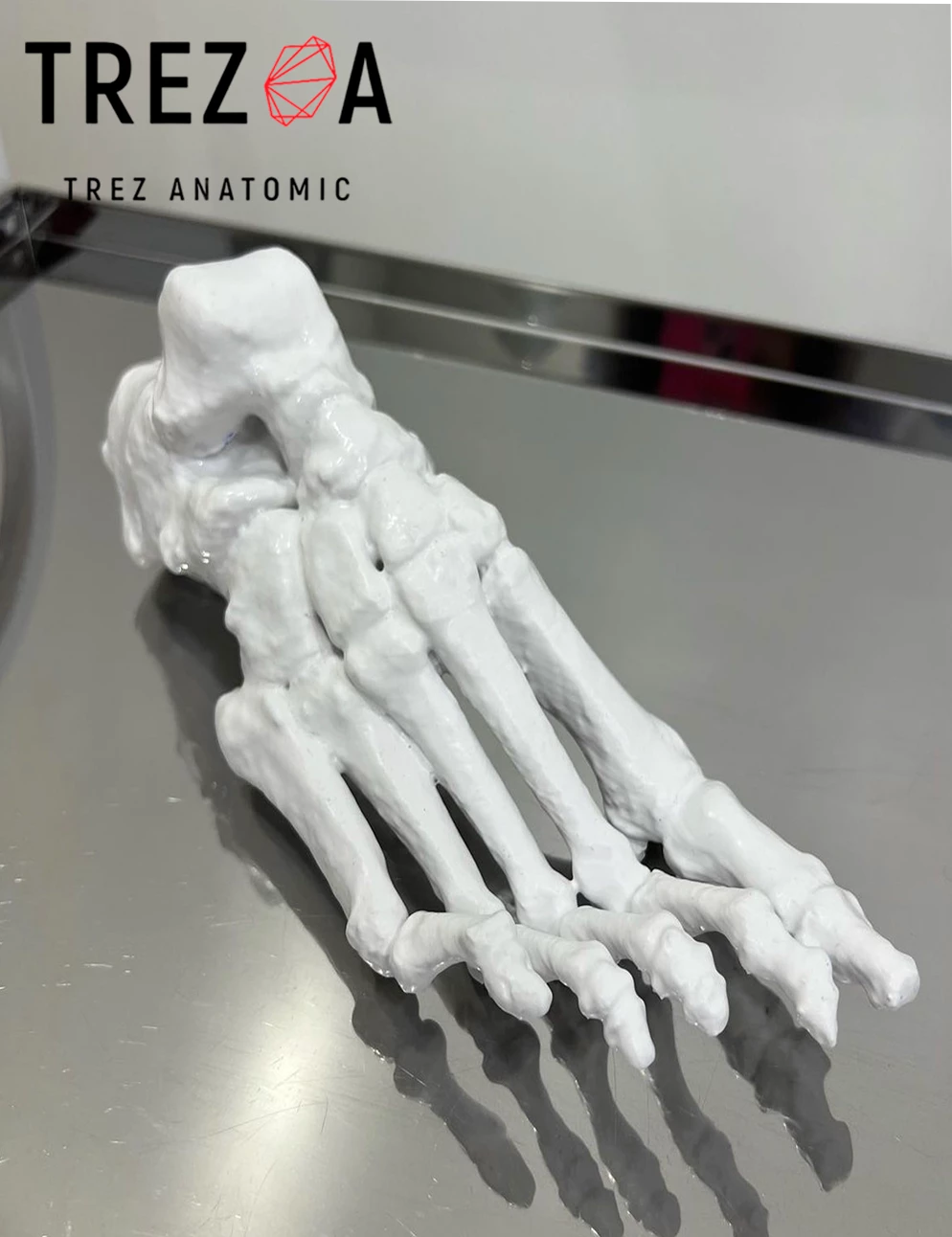 Анатомическая модель "Стопа без кожных покровов"