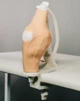 Модель «Колено в капсуле» для анатомического тренажёра «Капсула коленного сустава» 