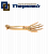 Анатомическая модель "Кости предплечья и кисти со связками (правые)"