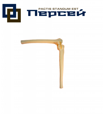 Анатомическая модель "Коленный сустав для отработки пластики передней крестообразной связки, без капсулы"