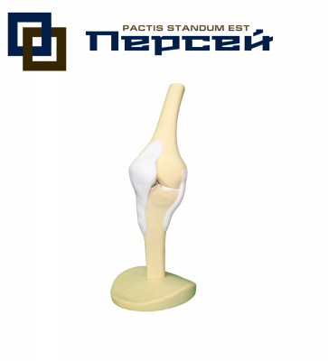 Анатомическая модель "Коленный сустав с мениском и связками"