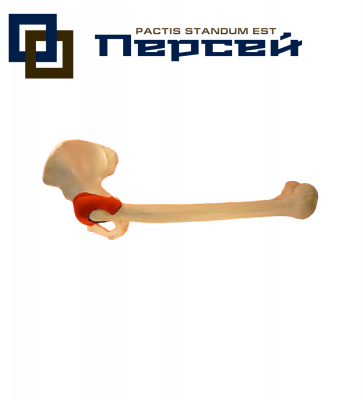 Анатомическая модель "Тазобедренный сустав для протезирования, с капсулой"